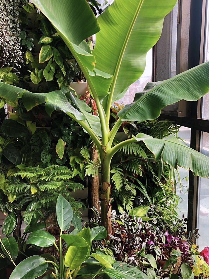 蓝海浪家里的芭蕉树。受访者供图