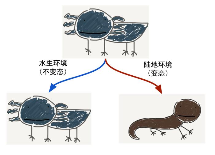 实验明星?墨西哥美西螈变态或不变态的一生