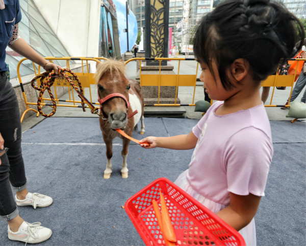 图说：威尼斯小镇上，孩子喂食小矮马。