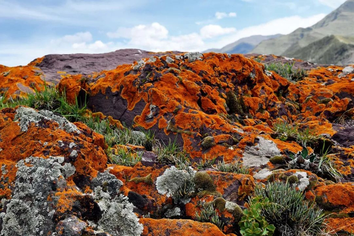 岩石表面地衣多样性景观。2019年7月16日摄于青藏高原，海拔3700米   王立松/摄