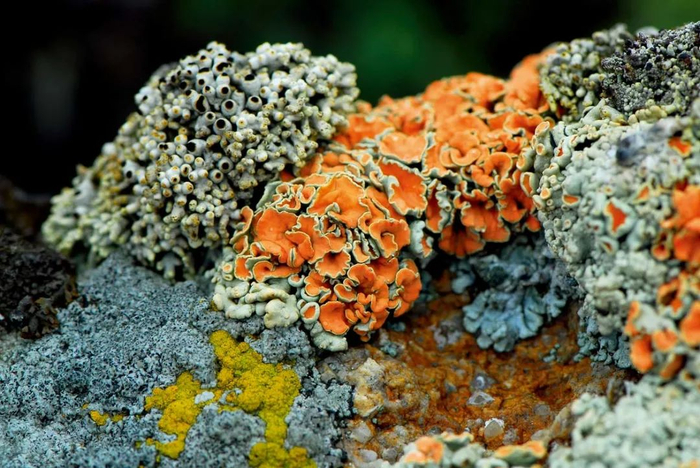 红脐鳞。2007年8月15日摄于滇西北，海拔4280米    王立松/摄