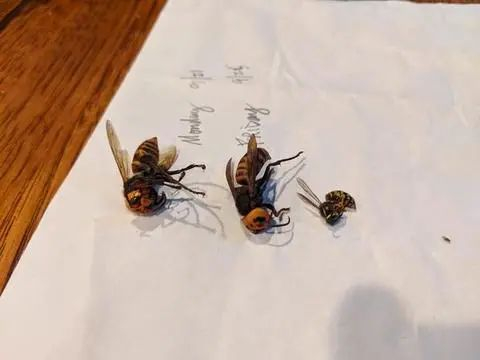 ▲两只大黄蜂（左）与当地小黄蜂（yellow jacket，右）（图源：华盛顿州农业厅）