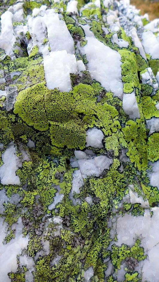 地图衣。2019年9月18日摄于瑞士阿尔卑斯山，海拔2500米 王立松/摄