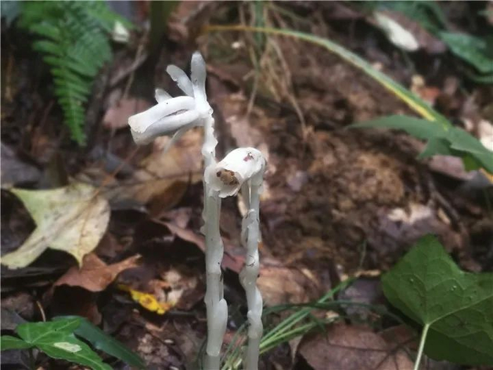 水晶兰被称“死亡之花”，整株晶莹剔透，外形酷似“豌豆射手”