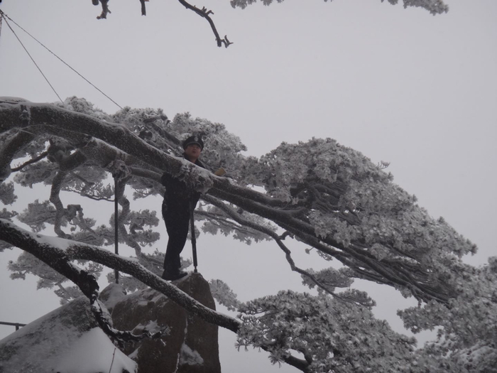  ▲2016年冬，胡晓春在查看迎客松的生长情况。受访者供图