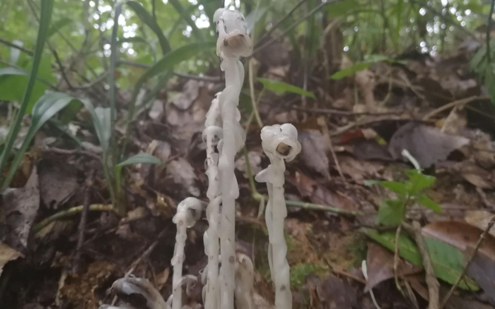 贵州省德江县古森林发现十余株水晶兰。受访者提供