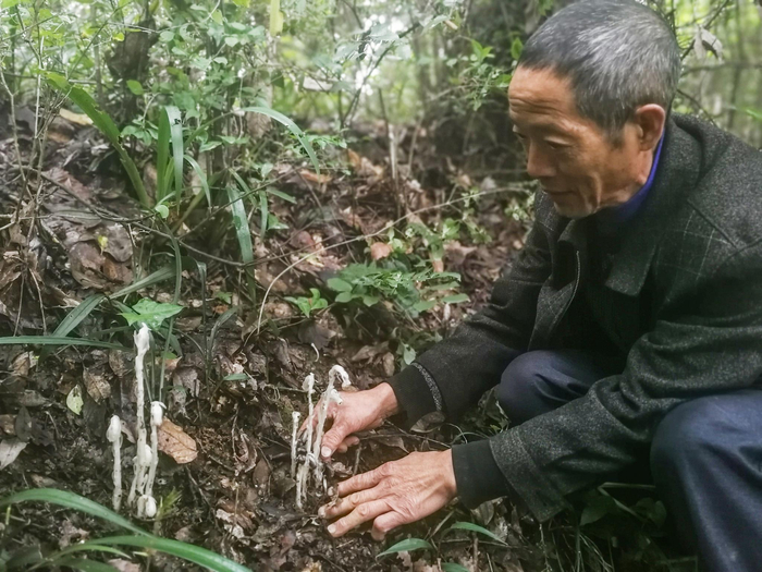 贵州省德江县古森林发现十余株水晶兰。受访者提供