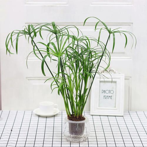 绿植棕竹的水培方法|养护|植株|根系|冬季|叶面_新浪新闻