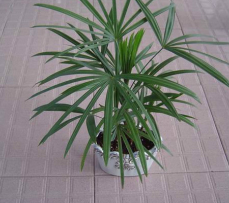 绿植棕竹的水培方法|养护|植株|根系|冬季|叶面_新浪新闻