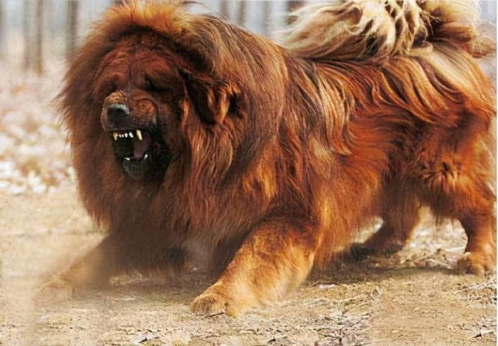 世界上最凶残的7种烈性犬,不要轻易靠近它们