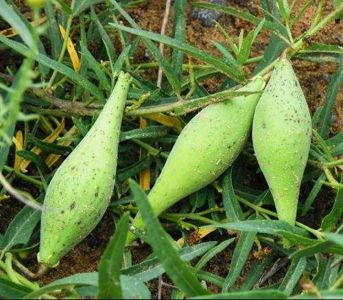 乡下这种不起眼的羊奶瓜曾无人问津现在都抢着要