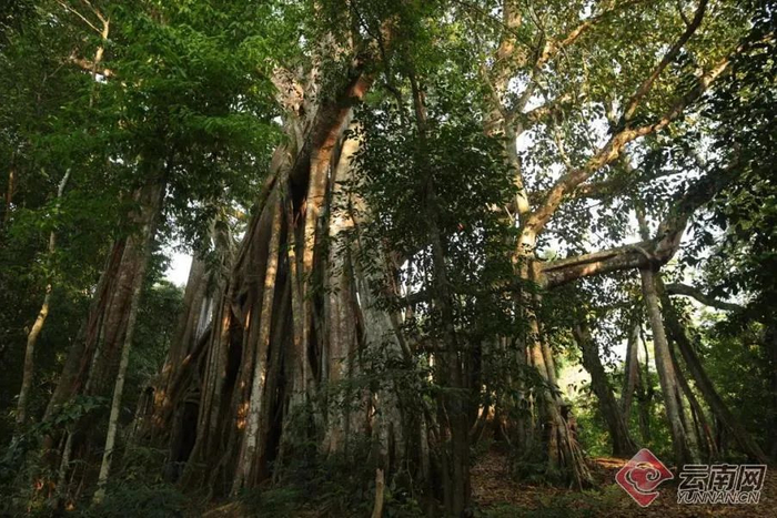 榕树王观鸟 盈江县融媒体中心 供图