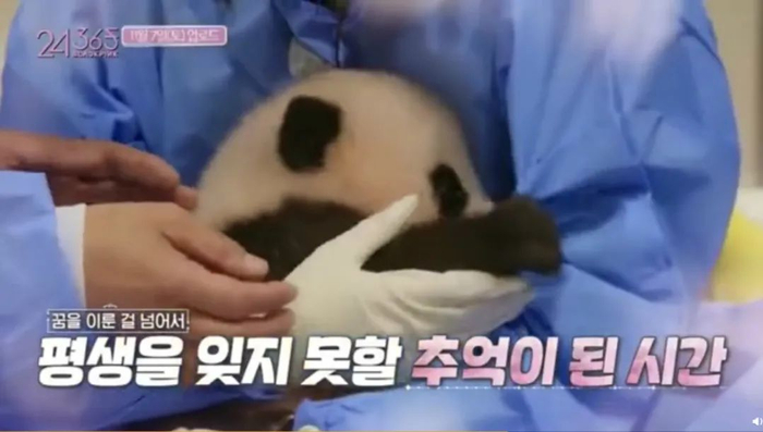 ▲一档韩国综艺节目中，大熊猫宝宝“福宝”被一名女艺人抱在怀里，被亲密接触抚摸。视频截图