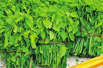 农村人吃的一种野菜,吃了治头痛,皮肤好,常喝酒的人群可以试试|绿香|蔬菜|功效|树仔菜|人体_新浪新闻