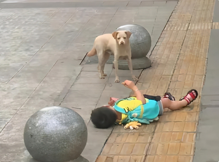 倔强母子火了,孩子街头撒泼打滚妈妈一旁冷眼旁观,谁也不服谁