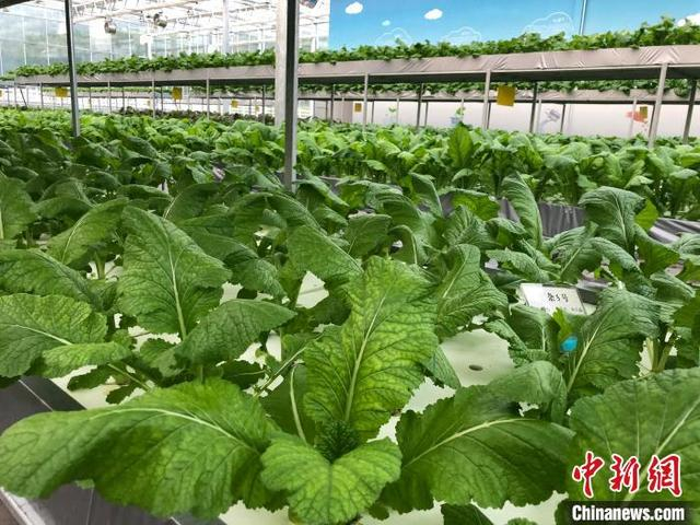 图为正在进行培育的青菜头苗。 钟旖 摄