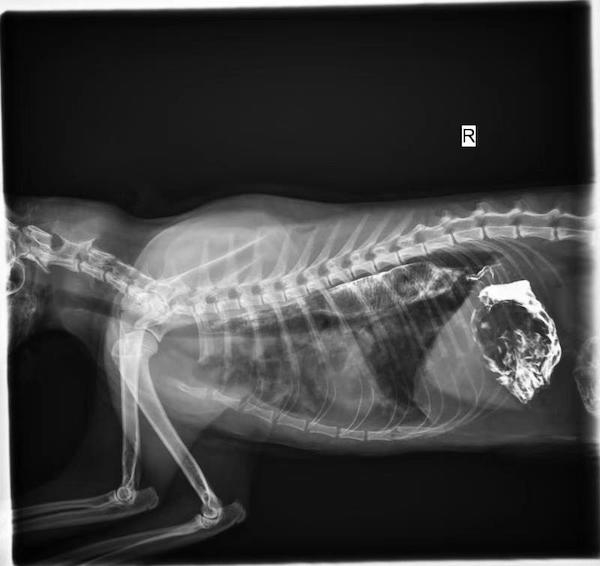 图说：戴小姐的宠物猫离世前拍的肺部感染的x光照片 来源/采访对象提供（下同）