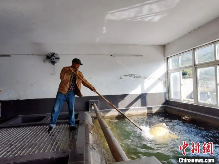 宣纸制作流程——袋料 张强 摄