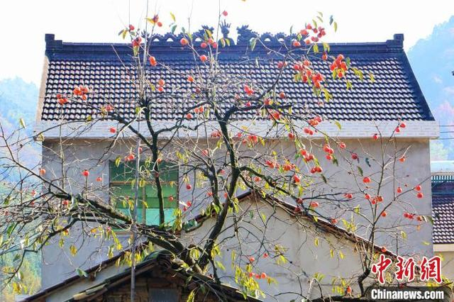秋末冬初，霭里村的柿子熟了。 张强 摄