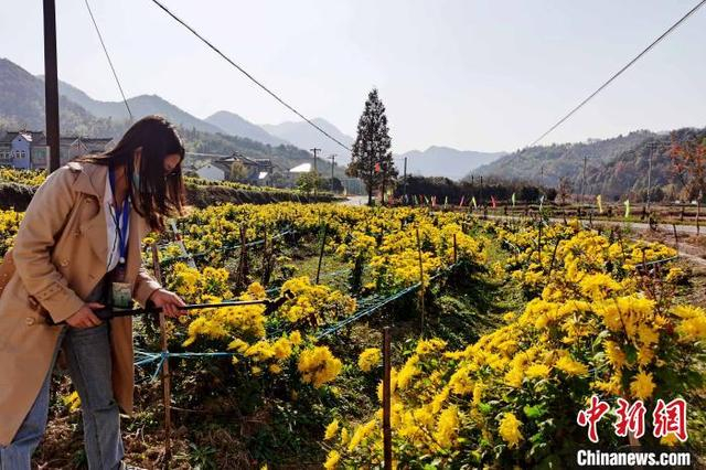 霭里村发展菊花种植产业，增加村集体经济，带动村民致富。 张强 摄
