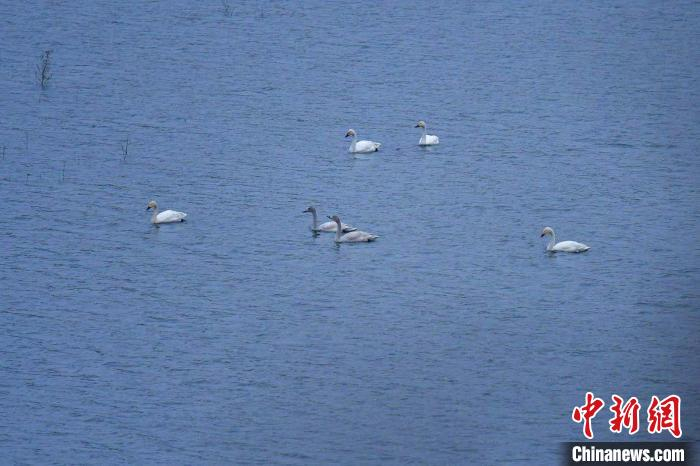 天鹅“做客”精卫湖国家湿地公园。　张国平 摄