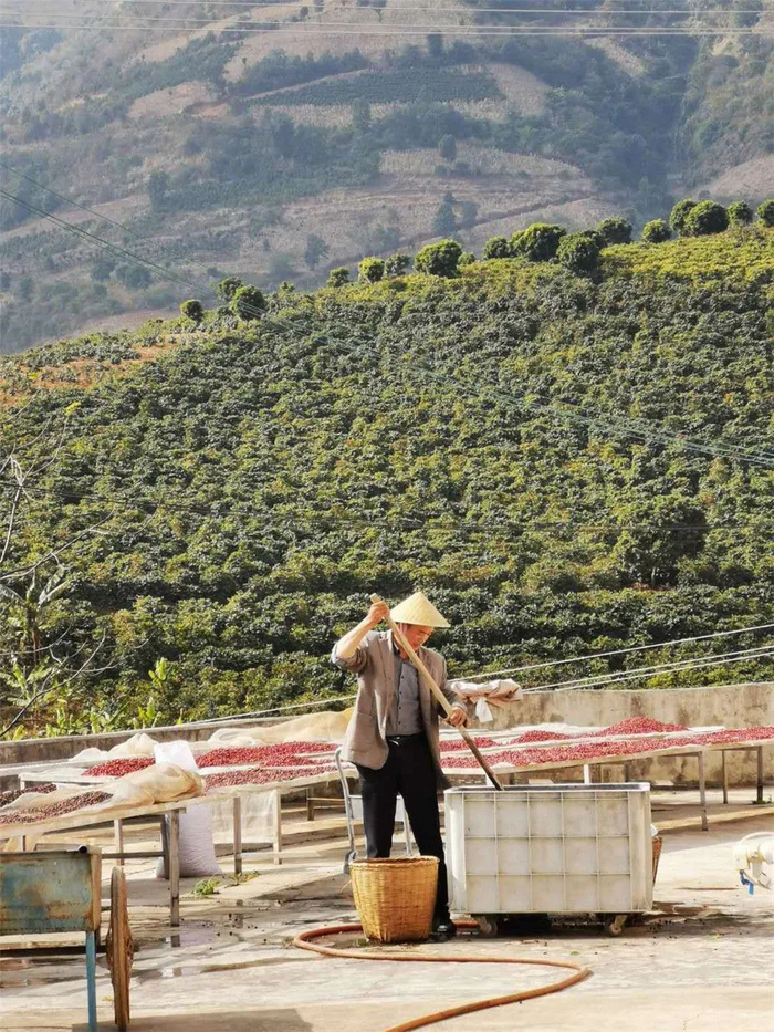 番啟佐在庄园翻晒咖啡豆。受访者供图