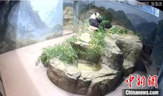 大熊猫进食。中国大熊猫保护研究中心供图