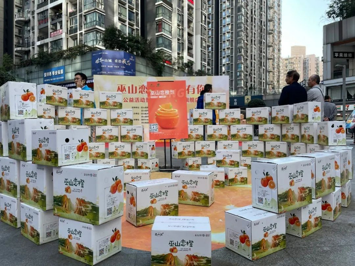 巫山恋橙 黄亚辉 摄