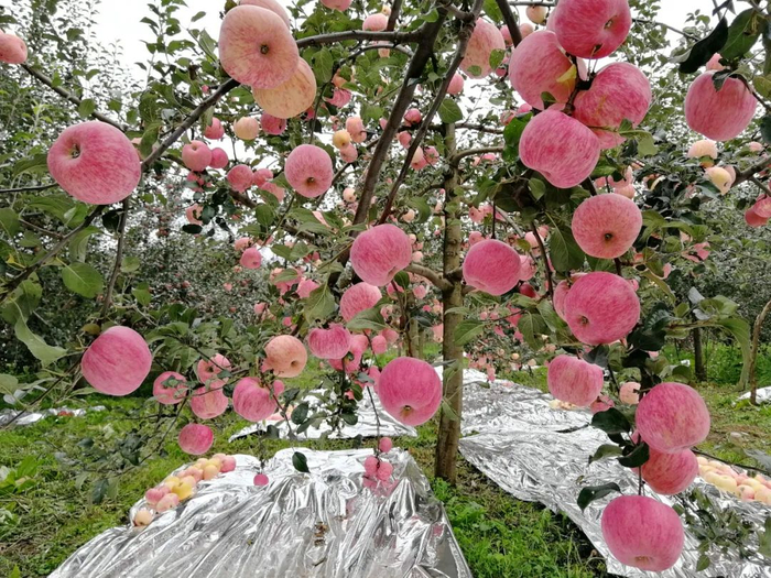 沈迅 摄
