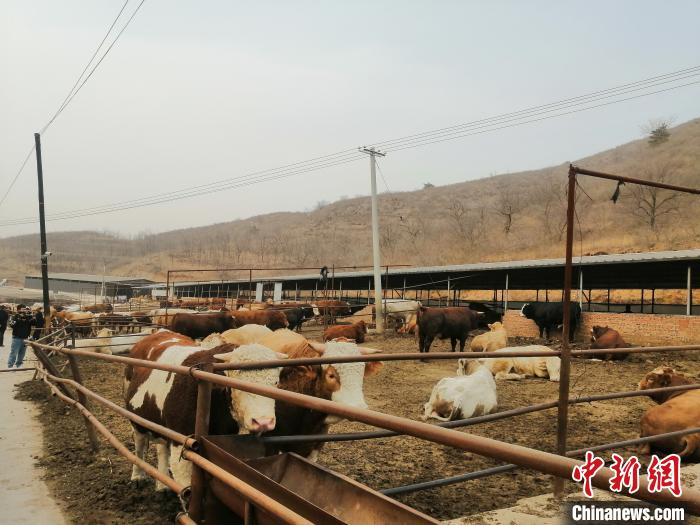 朝阳县鲁王杖子畜牧养殖专业合作社养牛基地。　李晛 摄