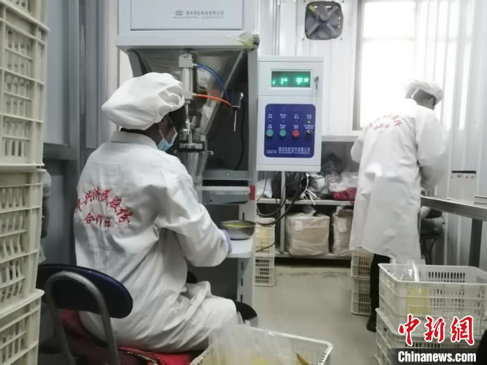 位于朝阳县羊山镇西山村的太阳泪生态富硒小米生产基地。　李晛 摄