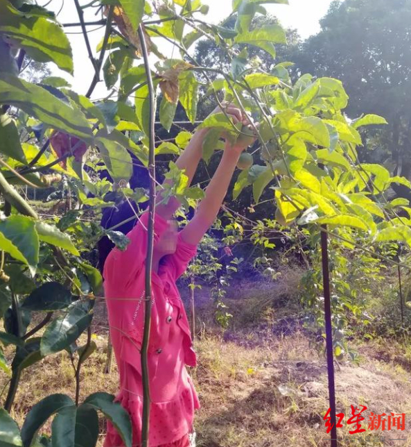 “百香果女孩”杨晓燕 受访者供图