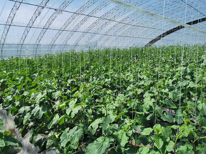 21世纪农业最实用的模式:种养结合!|养殖业|种植业_新浪新闻