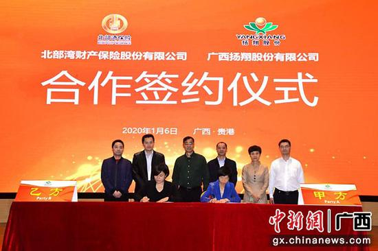 　　图为北部湾保险与广西扬翔公司签署猪险统保试点合作协议。陈偲 摄