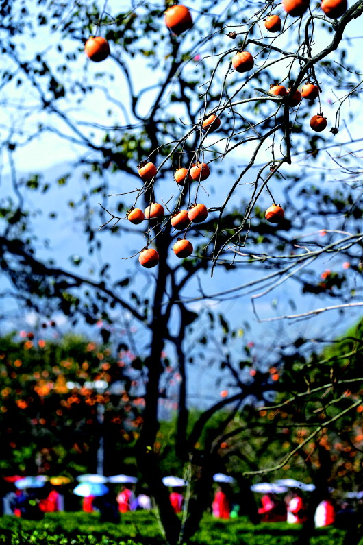 　　▲10月23日，杭州市萧山区临浦镇梅里自然村的金秋柿子节正式开启，红彤彤的柿子挂满枝头，构成了金秋的丰收画面。　　 新华社记者徐昱摄