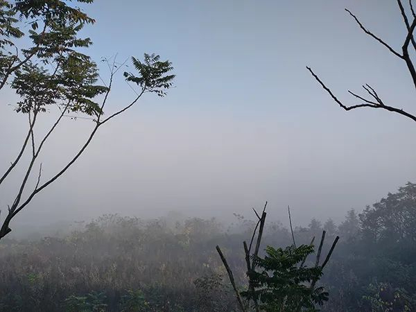 ▲昨天清晨，湘阴县出现浓雾。 （图/喻宇）