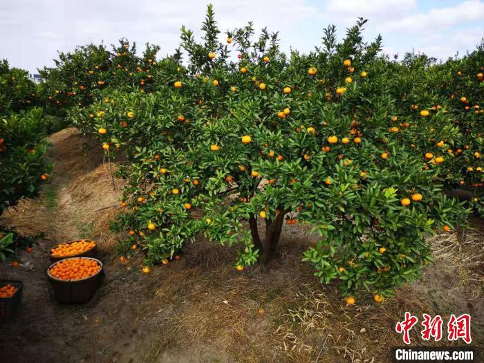 中国柑橘博览园 范宇斌 摄