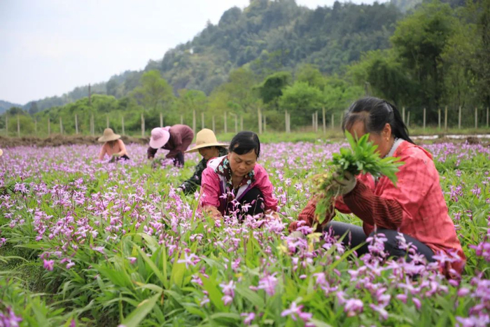 赣州市石城县大由乡贫困户在下伊村中药材白芪种植基地劳作 黄媛媛 摄