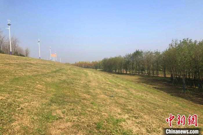 江陵县长江岸线生态防护林带 郭晓莹 摄