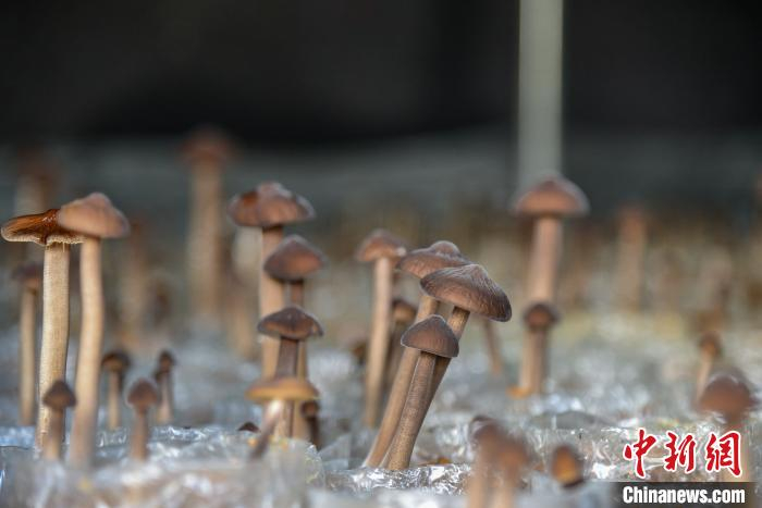 生长中的黑皮鸡枞菌。　王以照 摄