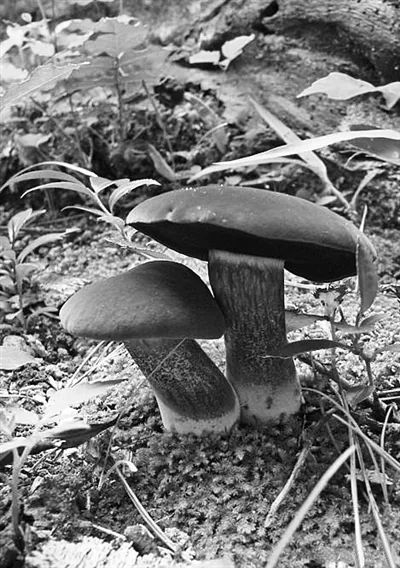 图源：科技日报