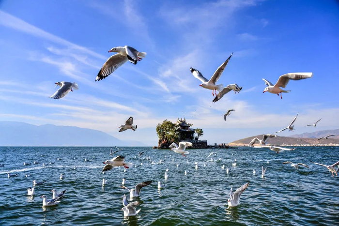 大理洱海 杨继培 摄