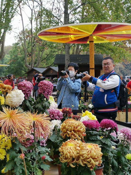 图说：2020上海菊花展 园方供图（下同）