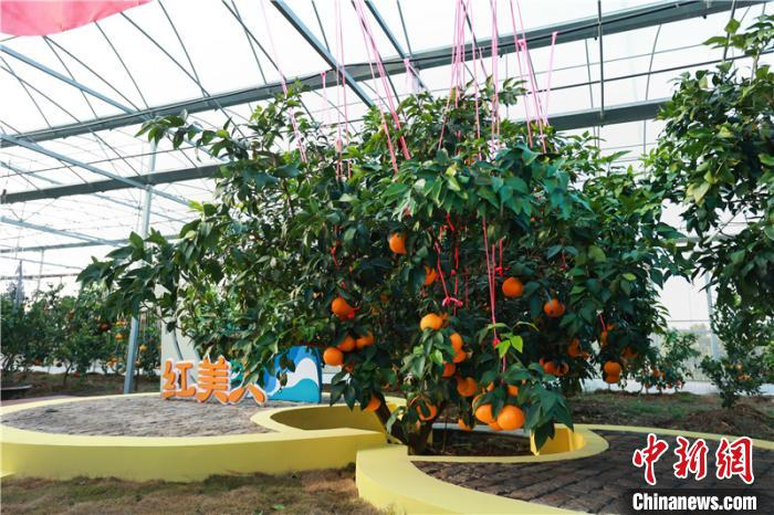    象山“红美人”柑橘。象山宣传部提供