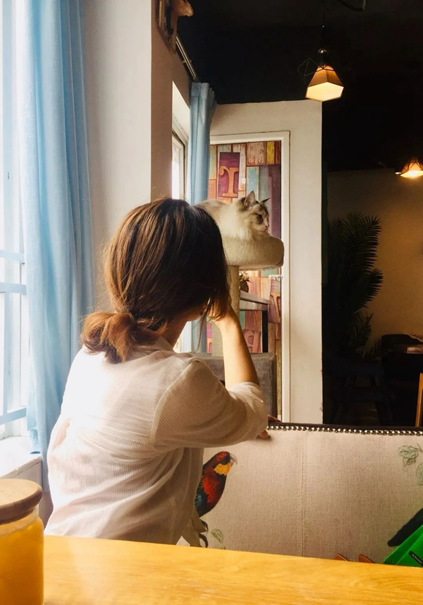 年轻人在一家猫咖内 唐文豪 摄