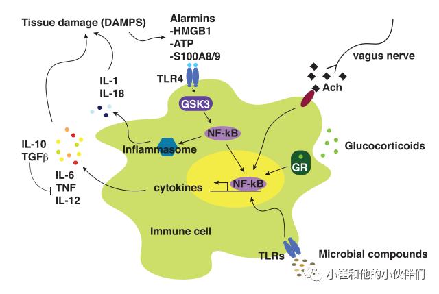 Neuron综述解读：抑郁与炎症的双向关系——双重困境|先天|细胞|抑郁症_新浪新闻