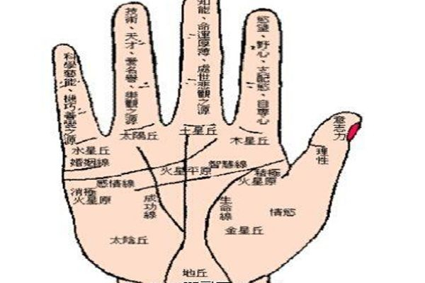 手相图解大全,教您五分钟学会看手相,3大掌纹有什么玄机?