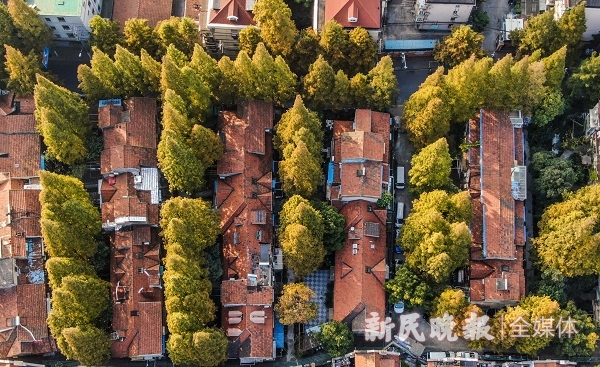 图说：溧阳路旁，水杉树的叶子慢慢变成金色，上海迎来一年中最美的季节 新民晚报记者 陈梦泽 摄