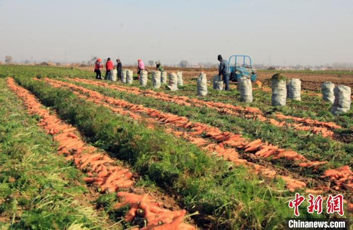 南常村蔬菜地里，村民们正在采挖胡萝卜。长子县融媒体中心提供 
