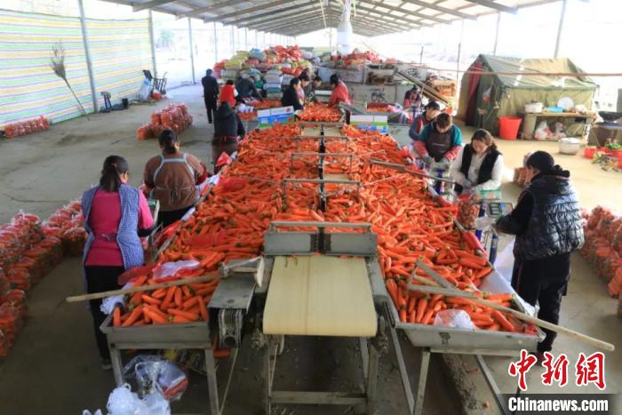    南常村蔬菜交易市场里，工人们正整理胡萝卜。　长子县融媒体中心提供　